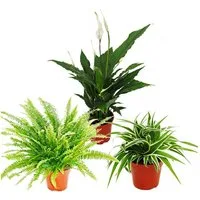 Exotenherz Zimmerpflanze Pflanzen-Trio Luftreiniger Nephrolepis-Spathiphyllum-Chlorophytum