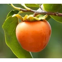 Dehner Obstpflanze Kaki-Pflaume Ragno, Diospyros kaki, ca. 150-200 cm, 9.5 l Topf, selbstbefruchtender Obstbaum mit orange-gelben Früchten