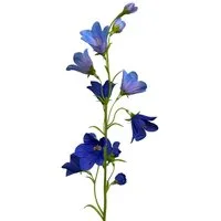Kunstblume Künstliche Glockenblume 65cm, Campanula BLAU, Floratexx GmbH