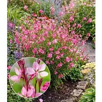 BALDUR Garten Staude Prachtkerze - Gaura 'Pink', 4 St., Schmetterlings-blüten, winterhart, pflegeleicht