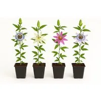 Exotenherz Kletterpflanze Exotenherz Kletterpflanzen Passionsblume Passiflora Rainbow 4er Set