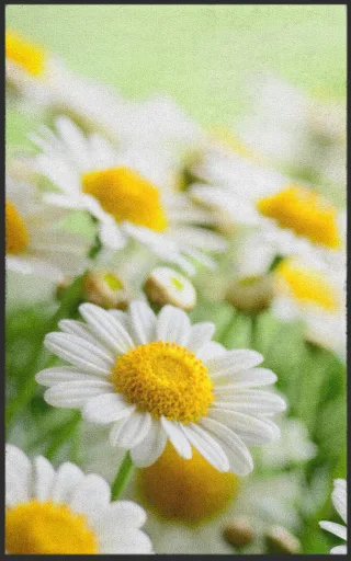 Fussmatte Gänseblümchen 7129 | Größe: 60 cm x 90 cm