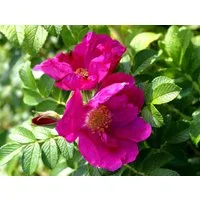 Garten von Ehren Hecken Rosa rugosa Containerware 40-60 cm hoch