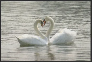 Fussmatte Schwan 4193 | Größe: 75 cm x 50 cm