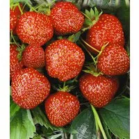 BALDUR Garten Obstpflanze Erdbeere Hummi´s® 'Sengana® Selektion', 18 St., Selbstbefruchtend, winterhart, mehrjährig, pflegeleicht