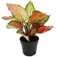 Exotenherz Zimmerpflanze Aglaonema Buntblättriger Kolbenfaden Ausgefallene Sorten 12cm