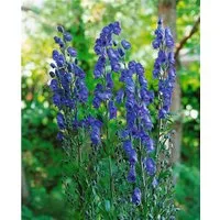 Pflanzen für Dich Staude Aconitum nap. Kleiner Ritter, 1 St., Eisenhut, Blauer Eisenhut, Sturmhut