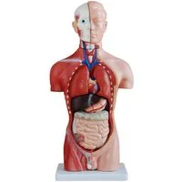 MedMod Dekoobjekt Anatomie Anatomisches Körper Modell Torso Puppe mit Organe 45 cm