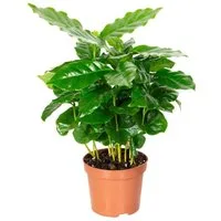 Flowerbox Zimmerpflanze Kaffeepflanze - Coffea Arabica, pflegeleicht - Höhe ca. 15-20 cm, Topf-Ø 9 cm