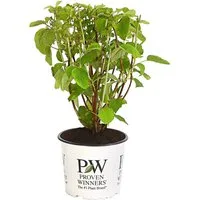 Dehner Zierstrauch Schneeball-Hortensie Strong Annabelle®, ca. 40 - 50 cm, creme-weiße Blütenbälle, lange Blütezeit