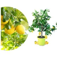 Meine Orangerie Zitronenbaum Citrus Limon, echte Zitrone, professionell veredelter und fruchtreifer Zitrusbaum