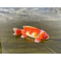 LB H&F Lilienburg Teichfigur Teichfigur Fisch KOI Schwimmtier Dekofigur Tierfigur Gartenteich, (schwimmend Tierfigur Tier Gartendeko Pool, Gartenteich dekorieren künstlich künstlicher wetterfest außen Idee Geschenk Gartendekoration Miniteich Teichdek