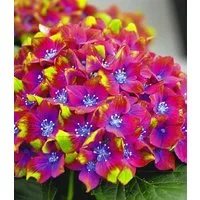 BALDUR Garten Zierstrauch Freiland-Hortensie 'SAXON® Schloss Wackerbarth' im 12 cm-Topf, 1 St., Gartenhortensien,winterhart, pflegeleicht