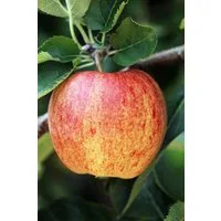 Pflanzen für Dich Obstpflanze Malus 'Ontario', 1 St., Ontario-Apfel, Apfelbaum, großfrüchtig, saftig