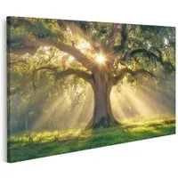 islandburner Leinwandbild, Sonnenaufgang durch alte Eiche in mystischem Wald