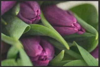 Fussmatte Tulpe 5076 | Größe: 60 cm x 45 cm