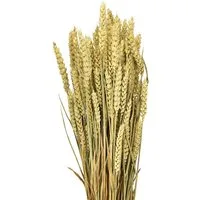 Trockenblume Natürlicher Weizenbund Dekoidee für Herbst und Erntedank, Viana, Höhe 70 cm