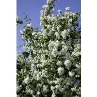 Pflanzen für Dich Gehölze Philadelphus Virginal, 1 St., Virginal-Jasmin, Pfeifenstrauch, Falscher Jasmin