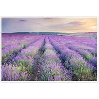 Posterlounge Wandbild Lavendel im Sonnenuntergang, Editors Choice, erhältlich als Poster, Leinwandbild, Wandsticker oder Acrylglasbild
