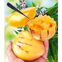BALDUR Garten Obstpflanze Melonenbirne 'Sugar Gold®', 2 St., Birnenmelone, selbstfruchtend, schnellwüchsig, zuckersüß