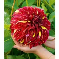 BALDUR Garten Blumenzwiebeln Dahlie 'Bohemian Spartacus', Riesenblumige Schmuckdahlie, mehrjährig, pflegeleicht