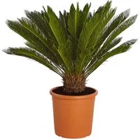 Dehner Zimmerpflanze Sagopalmfarn, Cycas revoluta, Urpflanze, Palmfarn mit großen, farnähnlichen, jedoch festen Blattwedeln