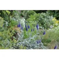 Pflanzen für Dich Staude Veronica spic. Silbersee, 1 St., Ähriger Ehrenpreis, Silbersee-Ehrenpreis