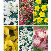 BALDUR Garten Hecken 5 Meter Blüh-Hecken-Kollektion, 6 St., Rosengewächse, blickdicht,winterhart, mehrjährig, pflegeleicht