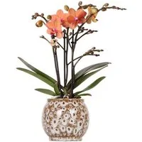 Exotenherz Zimmerpflanze Orange Phalaenopsis Orchidee Mineral Bolzano + Safari Topf 9cm