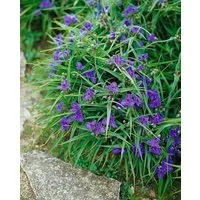 Pflanzen für Dich Staude Tradescantia and. Bärbel, 1 St., Dreimasterblume