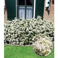 BALDUR Garten Zierstrauch Orangenblume 'White Dazzler®', 1 St., Orangenstrauch, winterhart, duftend, bienenfreundlich