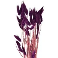 Trockenblume Samtgras Violett Hasenschwanz-Gras Lagurus Trockengras, Florists Products, Höhe 1 cm
