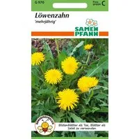 SAMEN PFANN Kräutersamen Löwenzahn-Samen, Tee Salat Wildkraut Heilkraut Gewürz Blumen-Samen, Taraxacum officinale