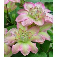 BALDUR Garten Zierstrauch Clematis 'Pistachio Cake®', 1 St., Reichblühend, winterhart, mehrjährig, reichblühend