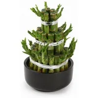 Exotenherz Zimmerpflanze Lucky Bamboo modernes Arrangement in runder Schale 3 Ebenen schwarz