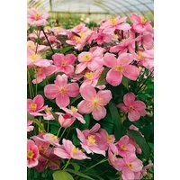 Pflanzen für Dich Kletterpflanze Clematis montana Mayleen, 1 St., Berg-Waldrebe, Anemonen-Waldrebe, rosablühend, schnellwachsend