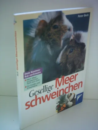 Gesellige Meerschweinchen