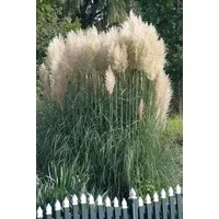 Pflanzen für Dich Gräser Cortaderia sel. Sunningdale Silver, 1 St., Pampasgras, silbrig, hochwachsend