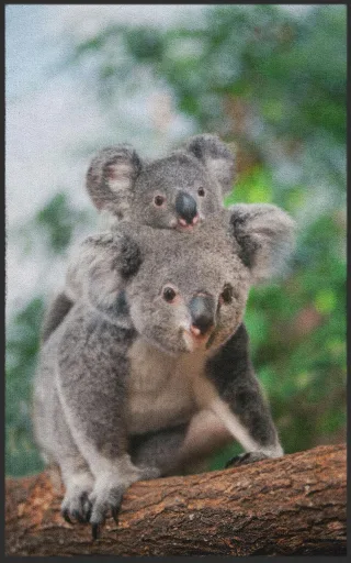 Fussmatte Koala 7629 | Größe: 150 cm x 190 cm