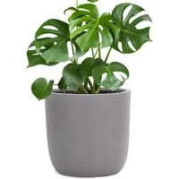 Pflanzwerk® Pflanzkübel CUP Premium Fiberglas Blumenkübel Frostbeständig mit Lotus-Effekt, Lotus-Effekt - Handgefertigt - Rund - Frostbeständig