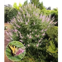 BALDUR Garten Zierstrauch Mönchspfeffer 'Galactic Pink®', 1 St., Trockenheitsverträglich, winterhart, lange Blütezeit