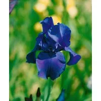 Pflanzen für Dich Staude Iris barb. Matinata, 1 St., Bart-Iris, Schwertlilie