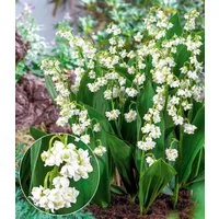 BALDUR Garten Blumenzwiebeln Gefülltes Maiglöckchen 'Bloom in White', Wurzelrhizome, winterhart, mehrjährig, duftend