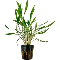 Aquaone Wasserpflanze Aquarium Pflanze Cryptocoryne pink panther Topf Nr.309P