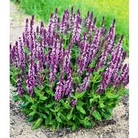 BALDUR Garten Obstpflanze Salvia 'Pink Profusion', 2 St., Remontierend, essbar, duftend, bienenfreundlich, winterhart