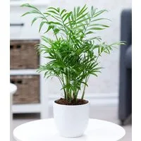 BALDUR Garten Zimmerpflanze Chamaedorea Palme, 1 St., Zimmerpflanze, pflegeleicht