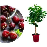 Meine Orangerie Obstpflanze Zwergobst Stämmchen - diverse Sorten, mehrjähriger Obstbaum, winterhartes Zwergobstbäumchen für Garten, Balkon oder Terrasse