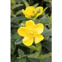 Pflanzen für Dich Staude Hypericum Hidcote, 1 St., Johanniskraut, Großblütiges Johanniskraut