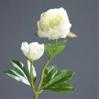 Kunstblume Pfingstrose mit 2 Blüten 60cm DP Seidenblumen künstliche Blumen Päonie, Seidenblumen Roß, Höhe 60 cm, Weiß-Creme
