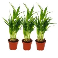 Exotenherz Zimmerpflanze 3er Set Goldfruchtpalme - Dypsis lutescens (Areca), 12cm